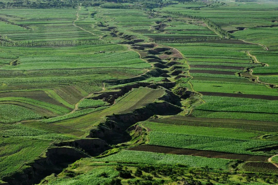 库伦旗:踏疾步 稳推进 坚决打赢科尔沁沙地歼灭战_澎湃号·政务_澎湃