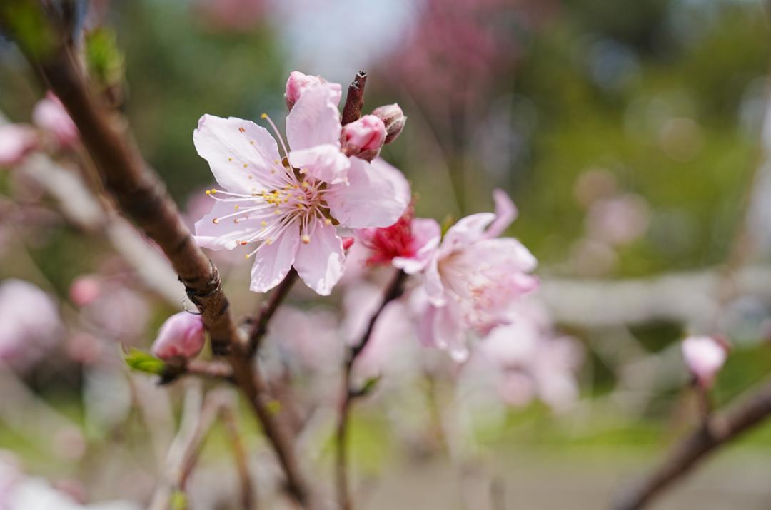 新公园迎"首秀",你更"粉"谁?_澎湃号·政务_澎湃新闻-the paper