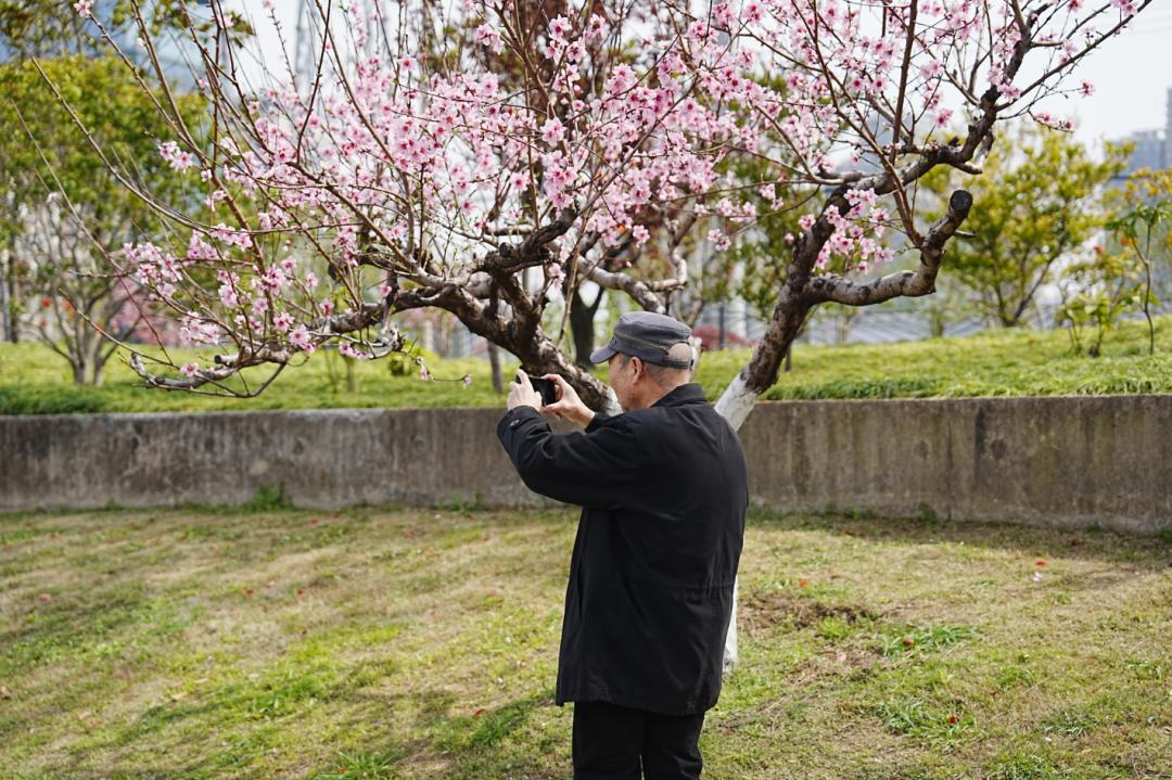 新公园迎"首秀",你更"粉"谁?_澎湃号·政务_澎湃新闻-the paper