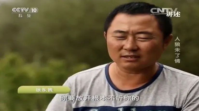 草原汉子养狼8年，掏空家产却经常被狼咬伤，为什么狼养不熟？