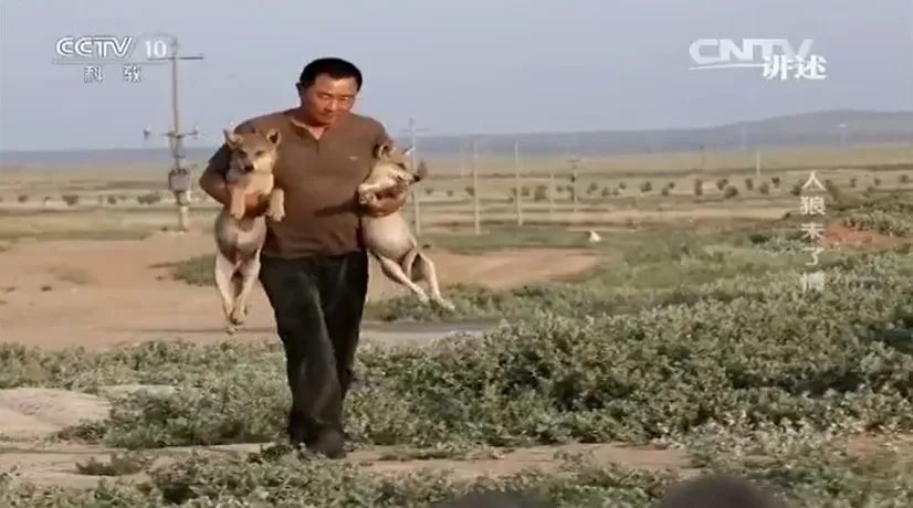 草原汉子养狼8年，掏空家产却经常被狼咬伤，为什么狼养不熟？