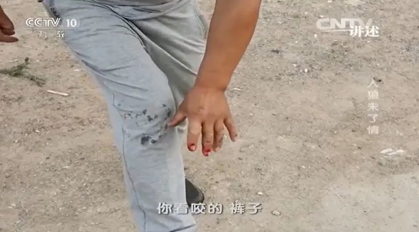 草原汉子养狼8年，掏空家产却经常被狼咬伤，为什么狼养不熟？