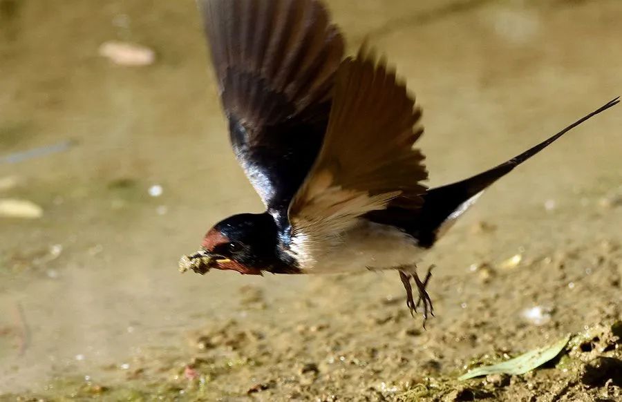 当他客居他乡,见到到处筑巢像是无处定居的燕子,再