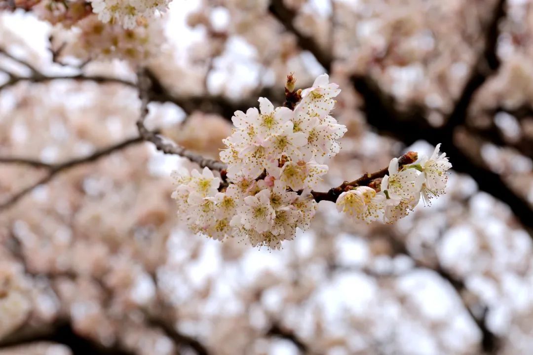 樱桃花开映红小山村