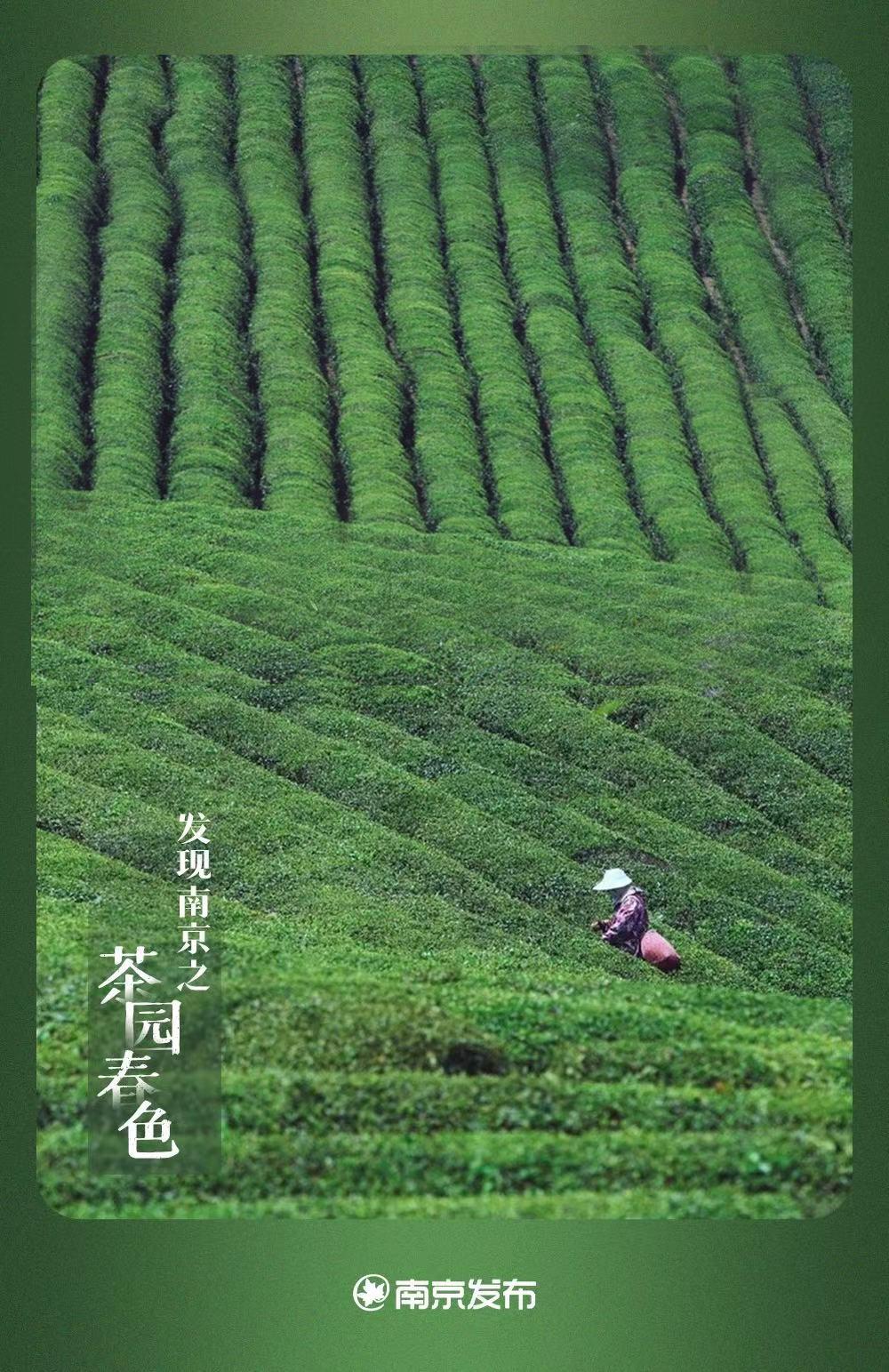 清风灵芽一相逢,便胜却人间无数 /茶以春为贵,春贵在其时每年清明前后