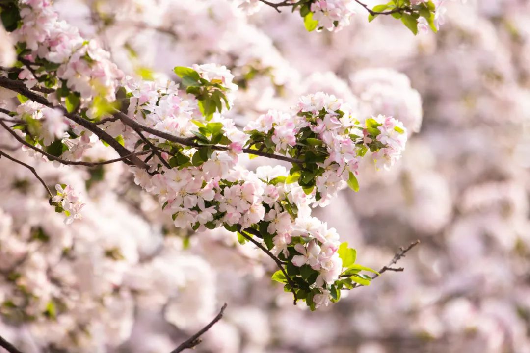 天大海棠花开好,正是____时_澎湃号·政务_澎湃新闻-the paper