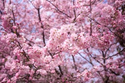 春风十里樱花漫园