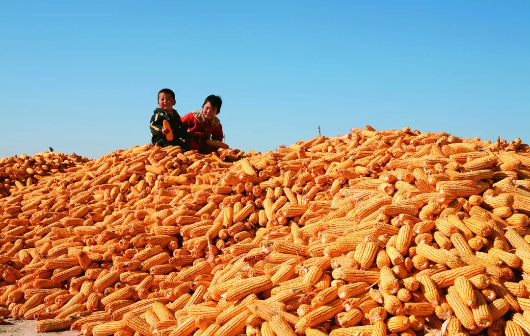 感党恩 听党话 跟党走丨鄂托克前旗农牧业从传统向现代的"蝶变与新生"