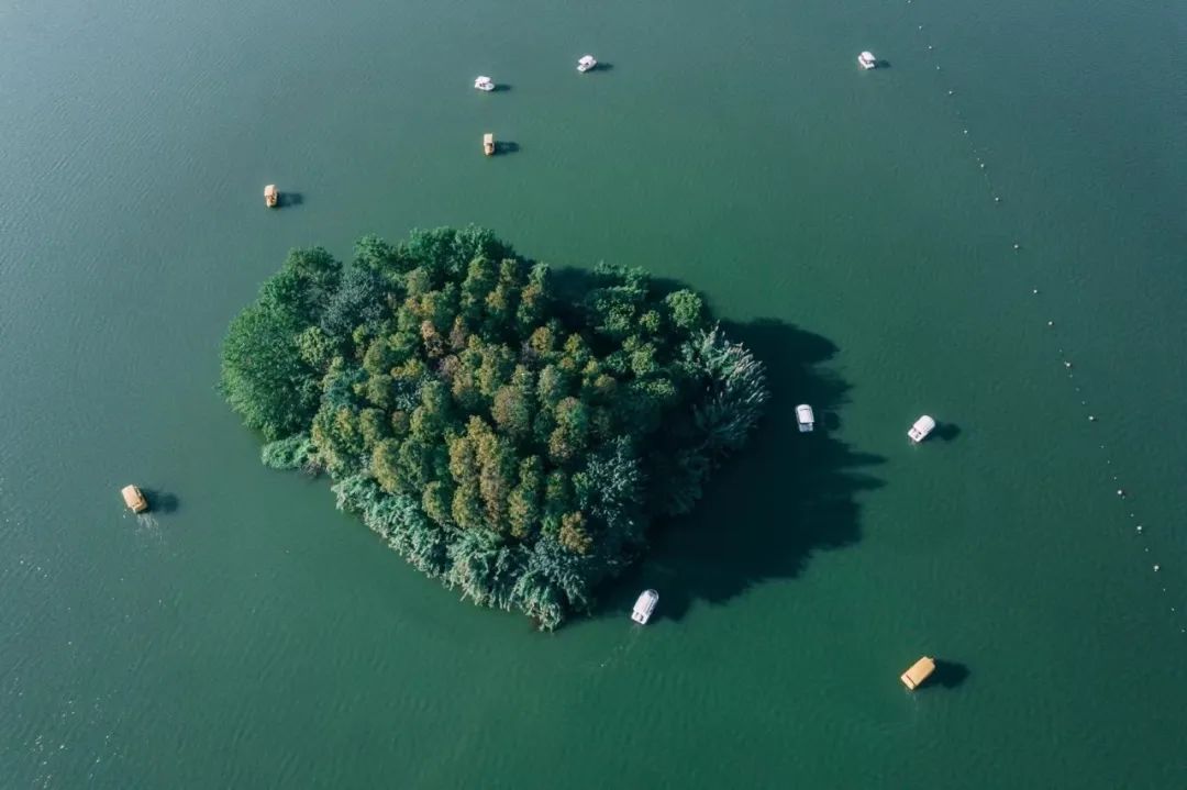 春风十里,一起泛舟去～_澎湃号·政务_澎湃新闻-the paper