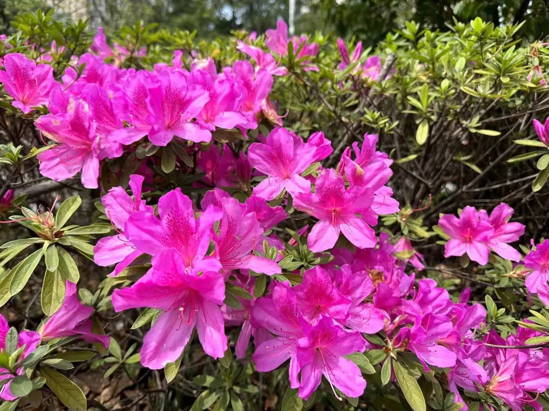 营口芙蓉山杜鹃花图片