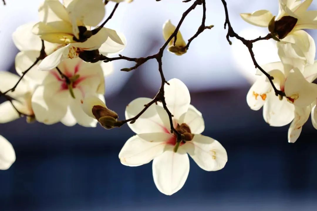 白罗兰花的花语图片