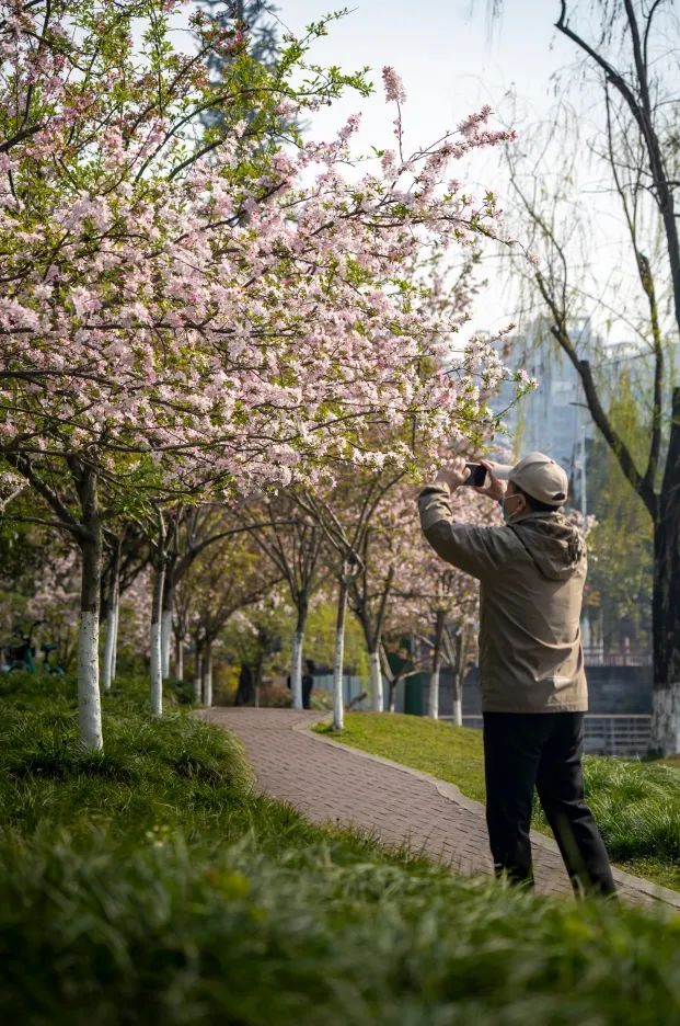 这么美的垂丝海棠,约一个→_澎湃号·政务_澎湃新闻-the paper