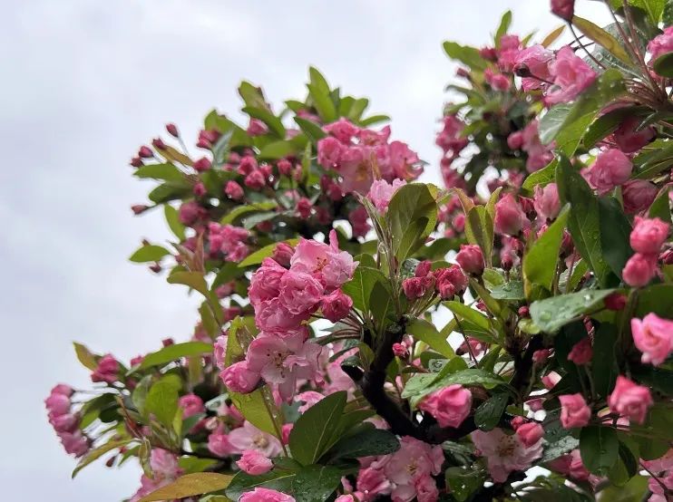 这么美的垂丝海棠,约一个