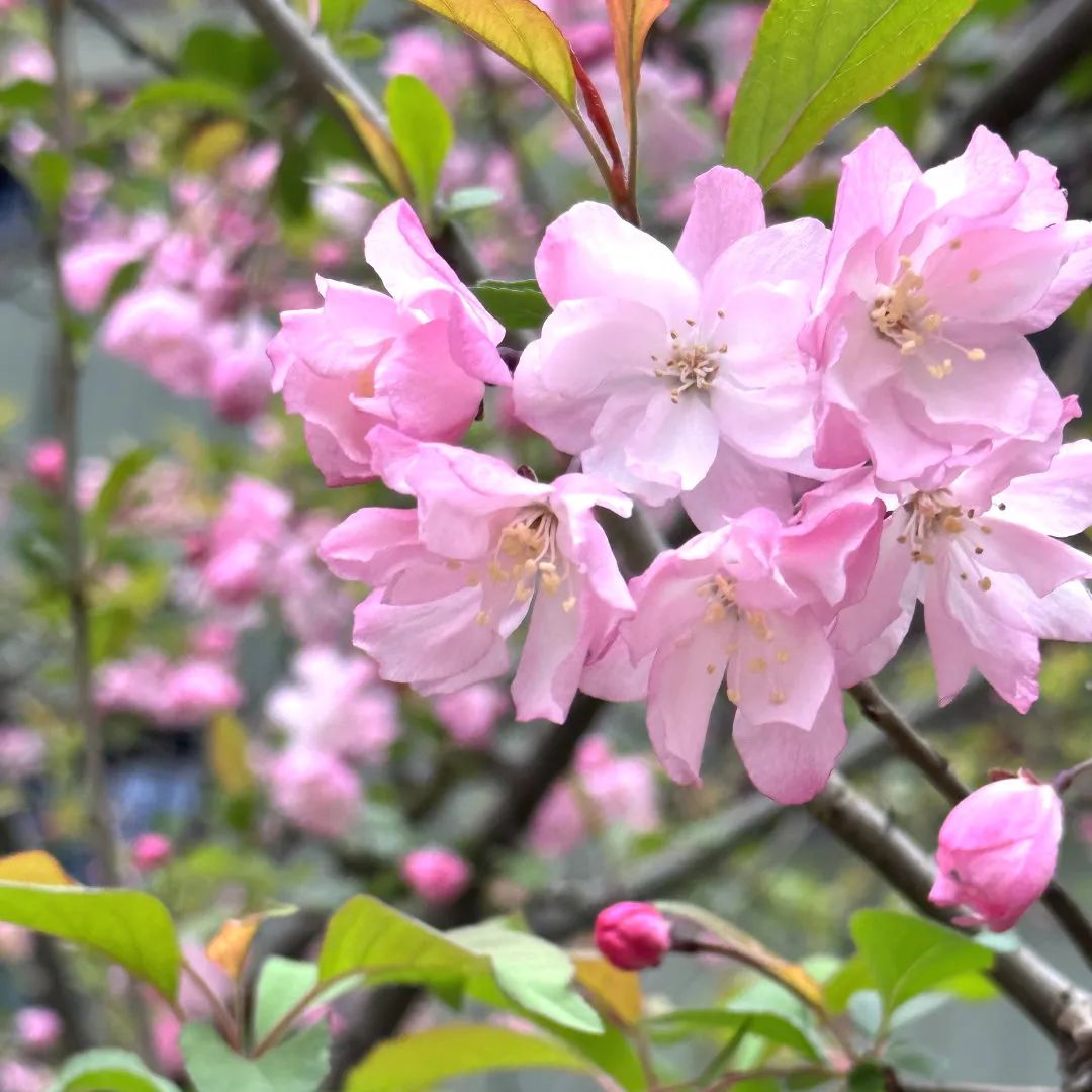 春有约 花不误,这里的垂丝海棠盛开啦!