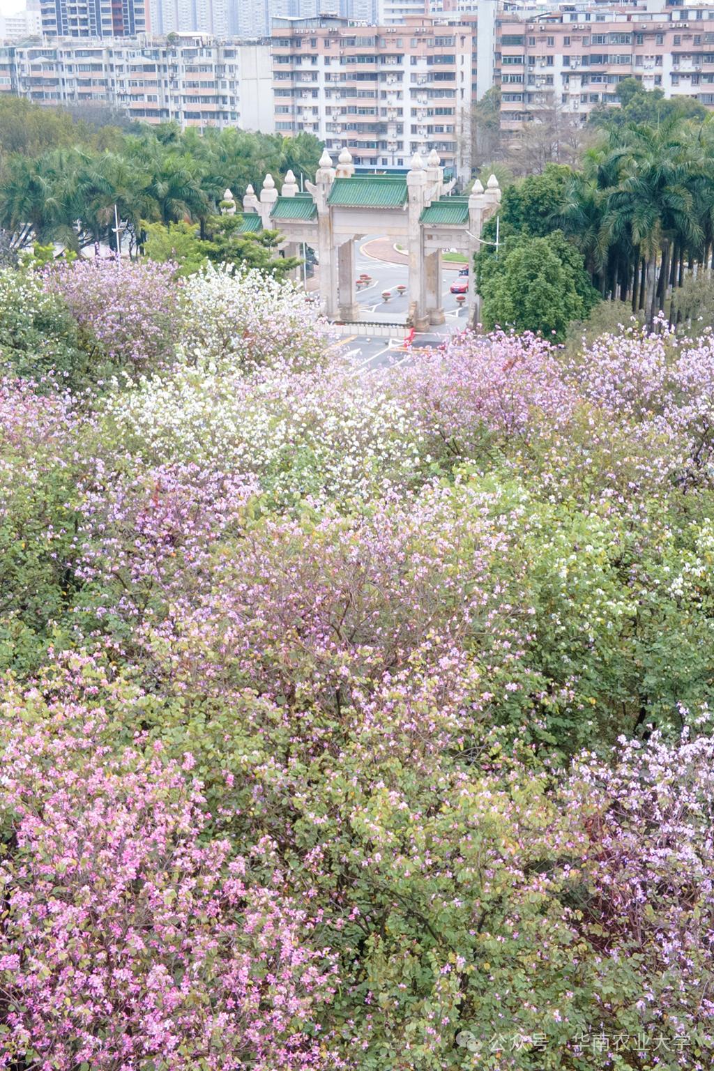 粉白花海,如梦似幻一树一树,花开如云紫荆春的浪漫,美丽,生机我们一同