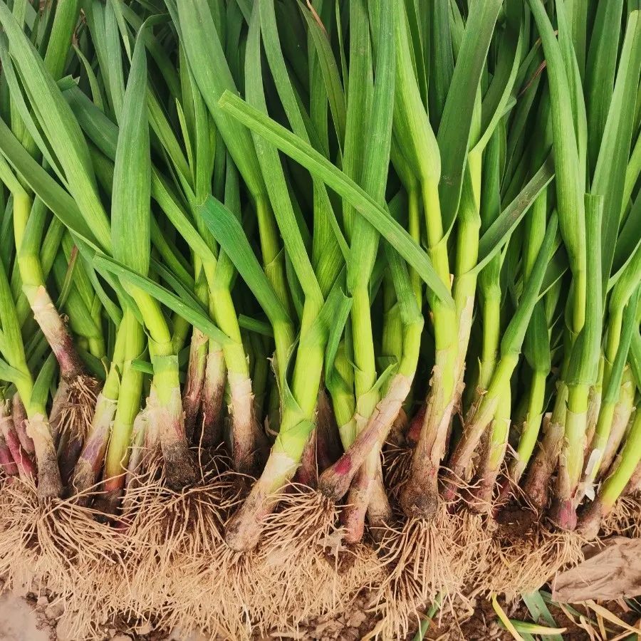 拨响金蒜盘增收有胜蒜