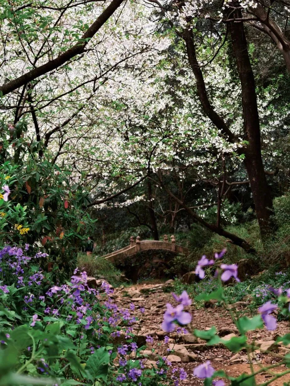 无锡这片樱花林