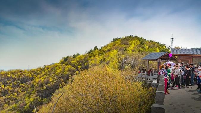 修武推出七条观赏连翘花路线!_澎湃号·政务_澎湃新闻-the paper