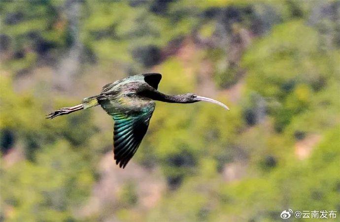 壁纸 动物 鸟 鸟类 雀 690_451