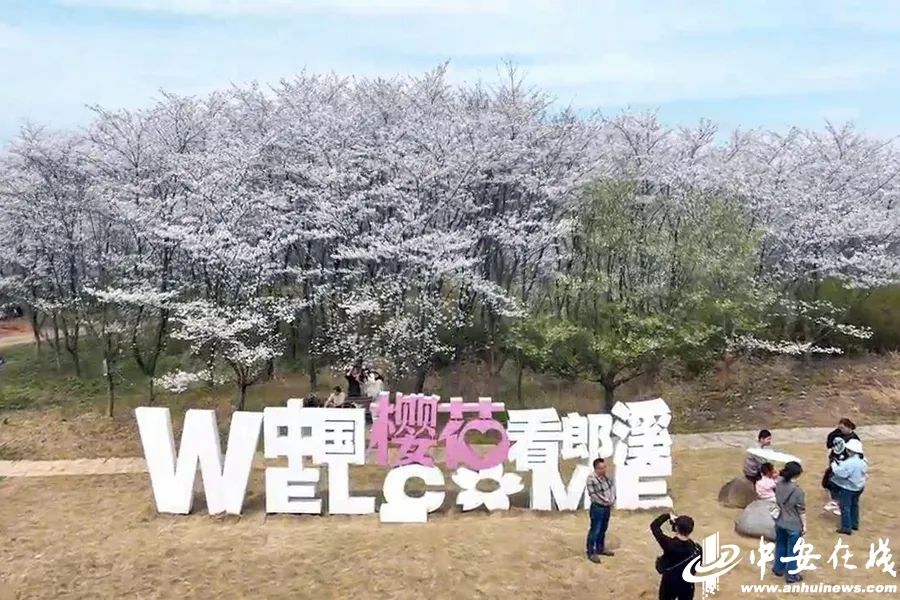 春游江淮请您来|郎溪:千亩樱花盛开 "美丽经济"拓宽致富路_澎湃号