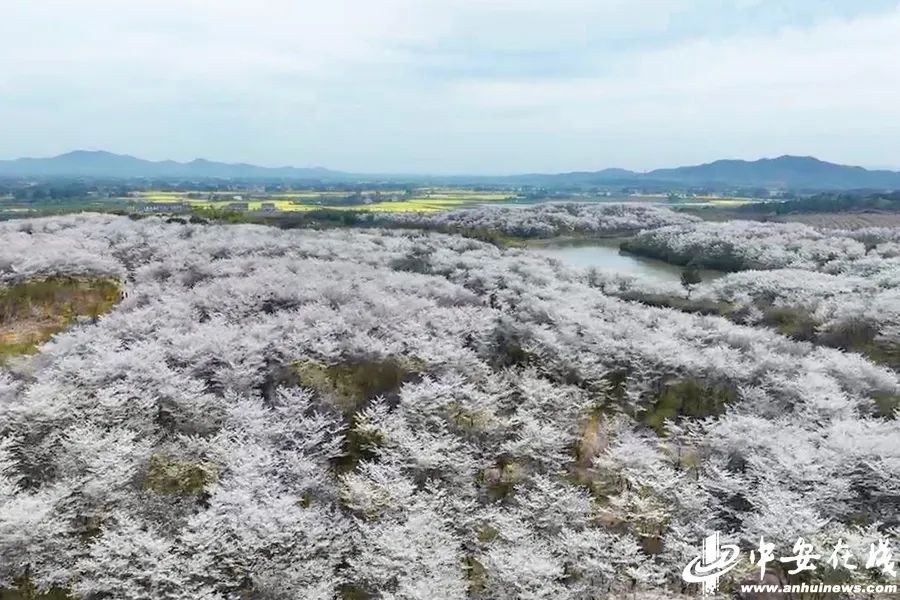 春游江淮请您来|郎溪:千亩樱花盛开 "美丽经济"拓宽致富路_澎湃号