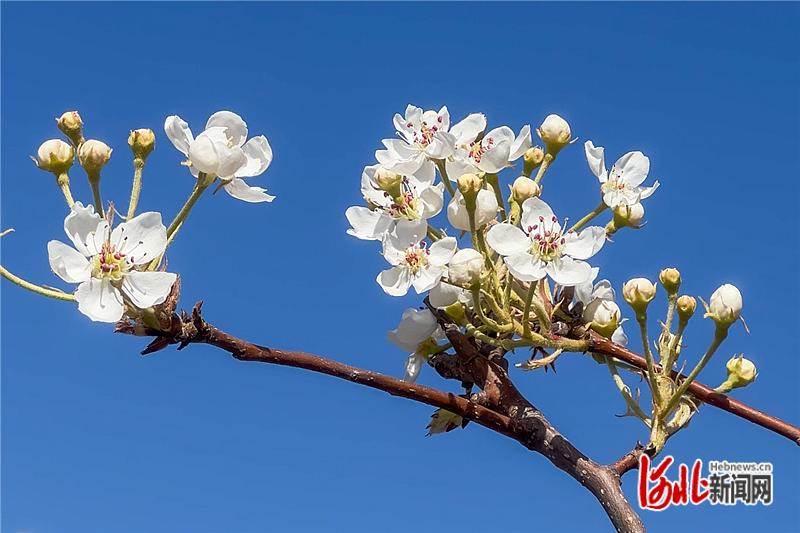 25万亩梨花含苞欲放待客来——第二十四届赵州"梨花节"暨首届赵州茶