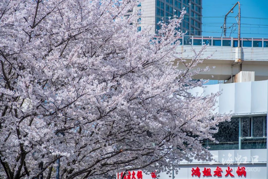 虹口足球场樱花品种图片