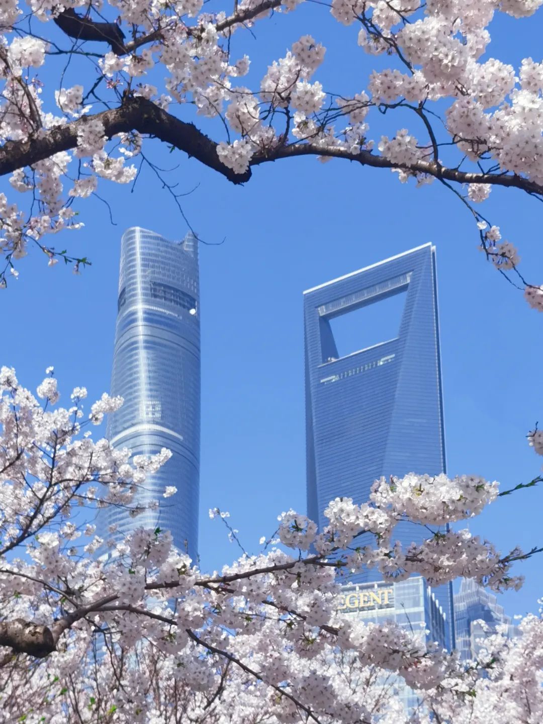 小布摄影团快看春天在这里三月上海每走一步都是花路