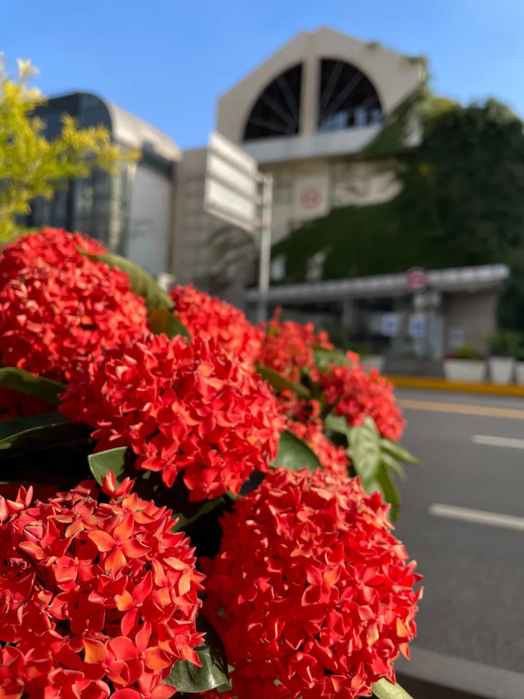 三月上海每走一步都是"花路"→_澎湃号·媒体_澎湃新闻-the paper