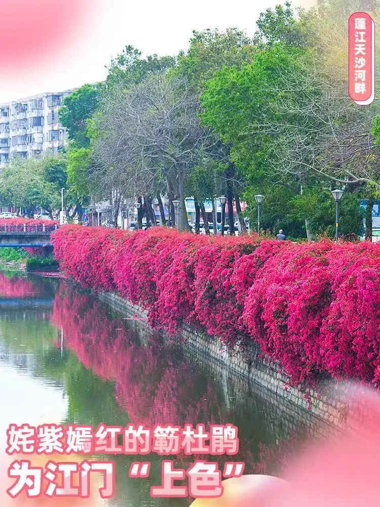 吹爆江门这片簕杜鹃花海!听我的,必须去!