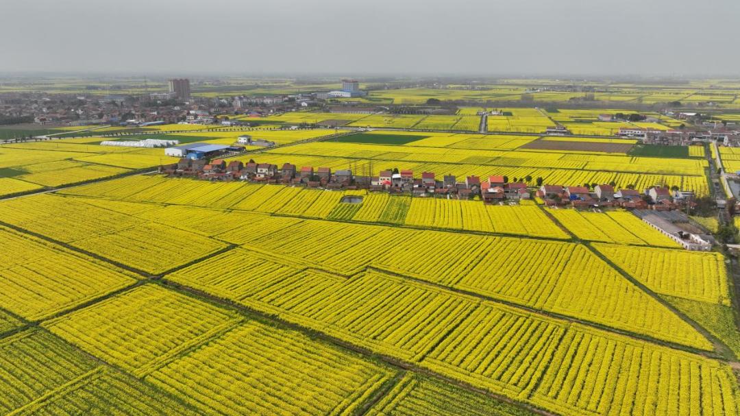 江陵油菜花图片