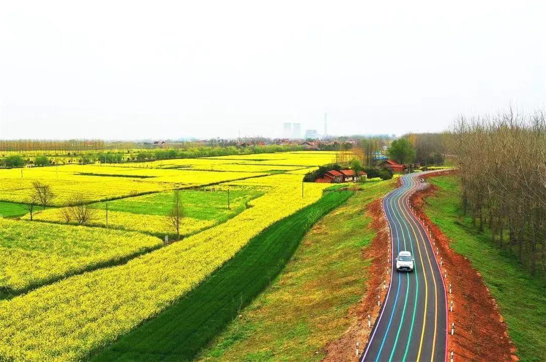 江陵油菜花图片