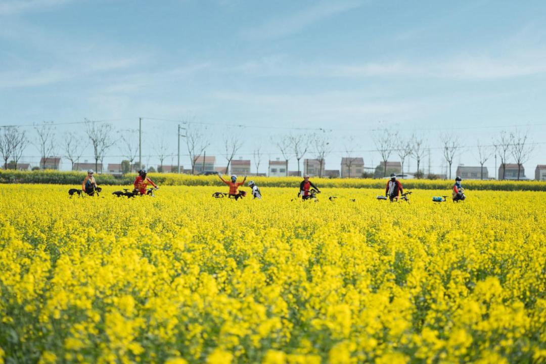 江陵油菜花图片