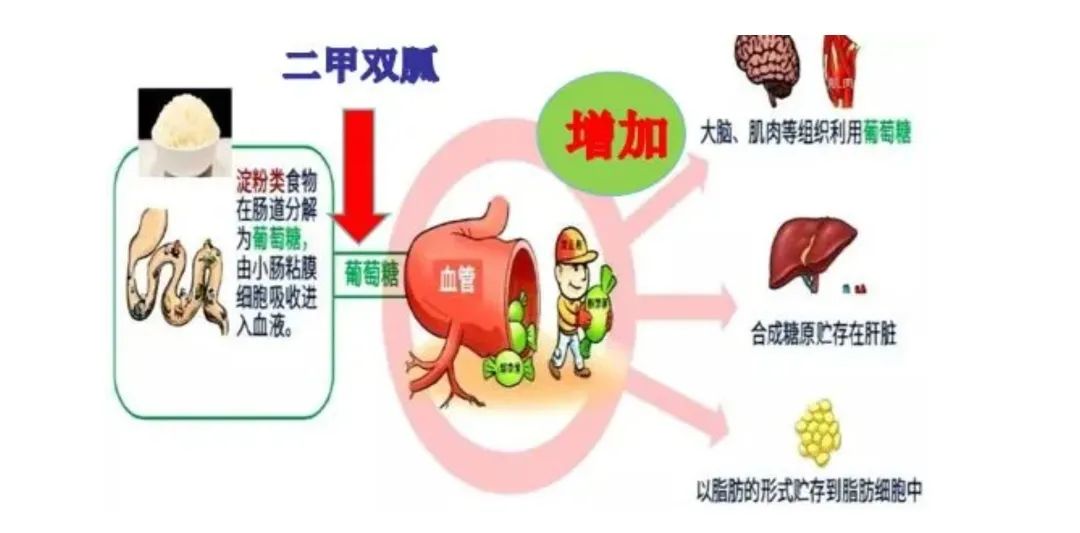 降糖作用二甲双胍的好处带你正确吃"胍"→青村镇社区卫生服务中心提到