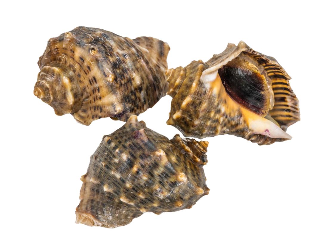 澎湃号·政务_澎湃新闻-the paper