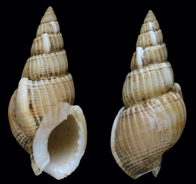 澎湃号·政务_澎湃新闻-the paper