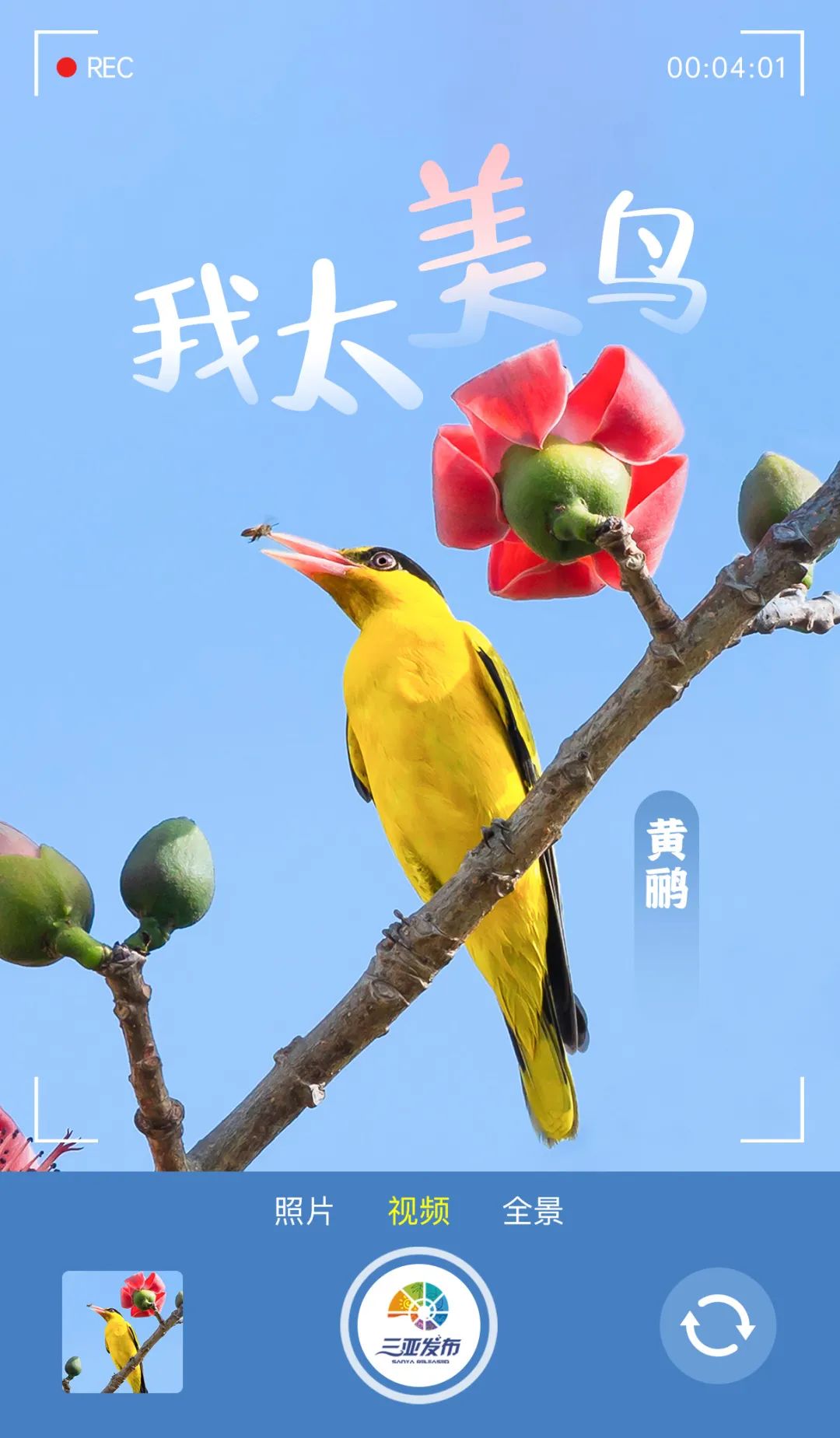 让我们将镜头对准这群"小精灵"今天(4月1日)是国际爱鸟日它们自由的