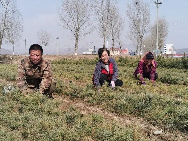 岫岩县委,县政府工作要求,积极践行绿色发展,推动乡村振兴的生动写照