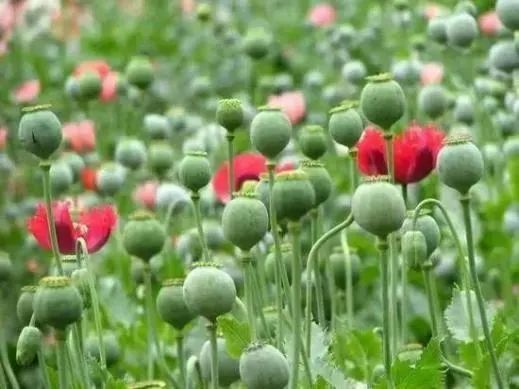 澎湃号·政务_澎湃新闻-the paper