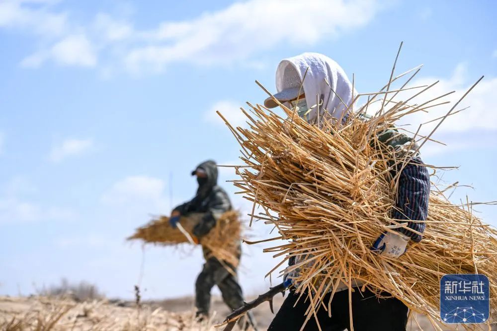 上级媒体看后旗 | 科尔沁沙地治沙正酣_澎湃号·政务