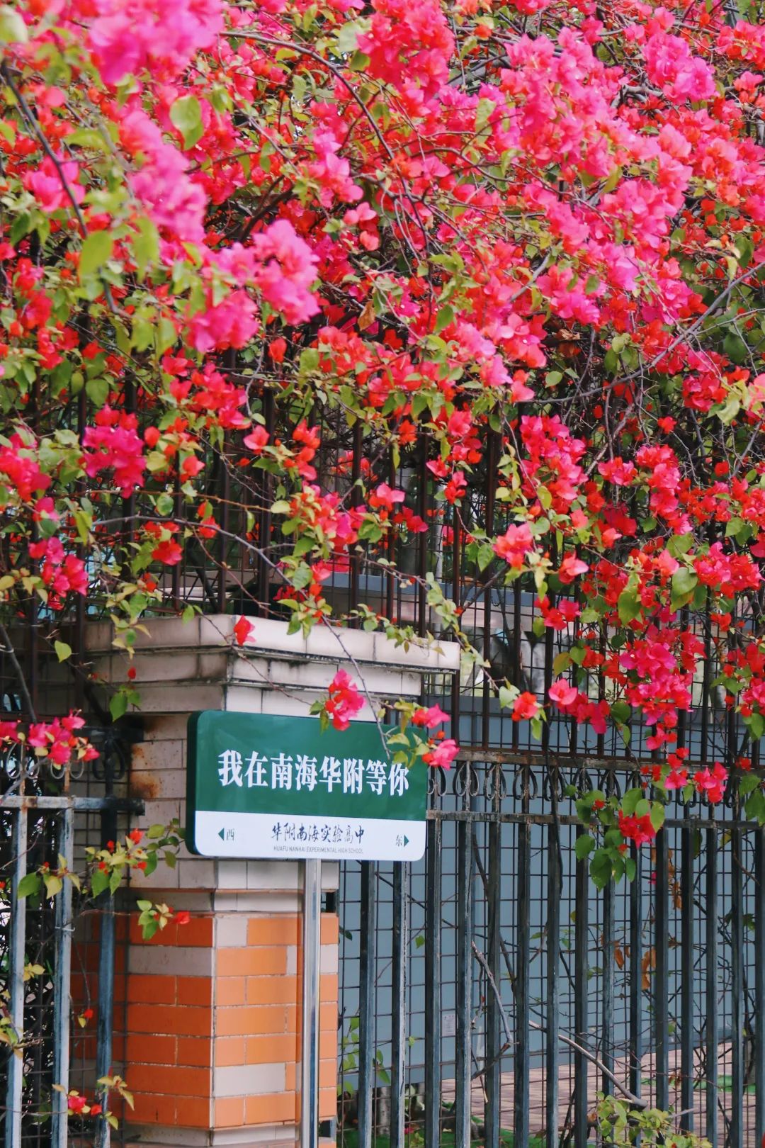 华附南海实验高中张建英/摄蓬勃奋发花儿如少年们的朝气活力"撞"出了