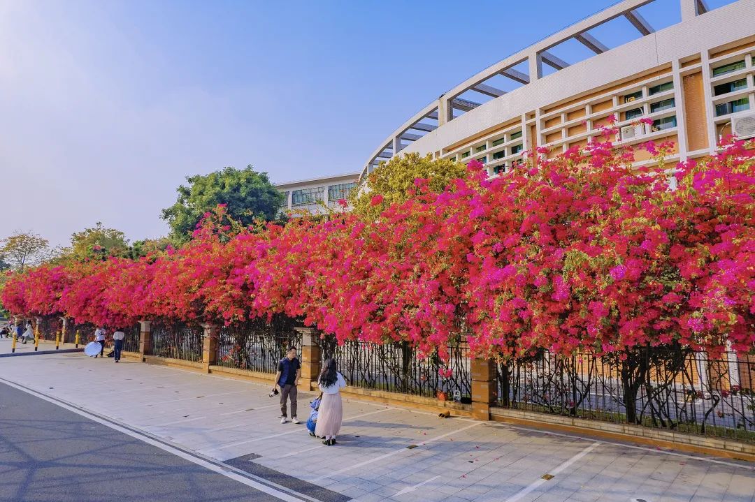 实验高中外墙的每年的三月陈家俊/摄华附南海实验高中张建英/摄蓬勃