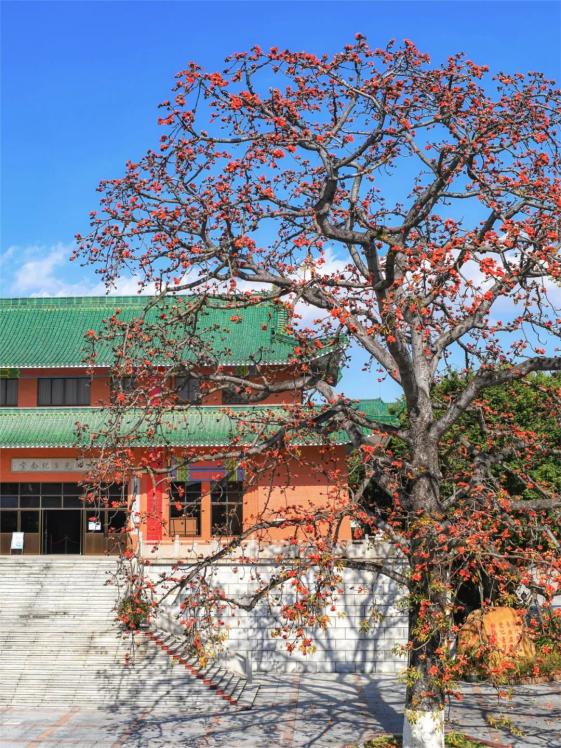 实验高中外墙的每年的三月陈家俊/摄华附南海实验高中张建英/摄蓬勃