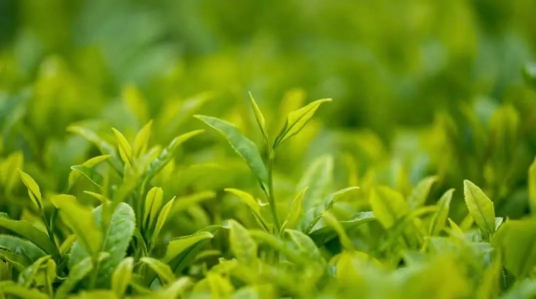 知音湖北 遇见茶香 | 四月将至,你也在期待英山的一抹茶香吗?