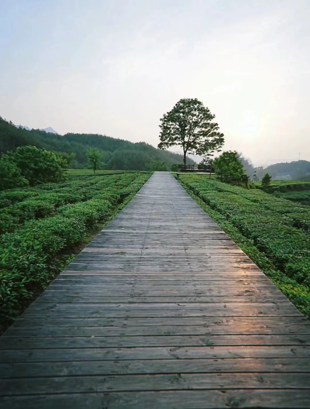 英山茶叶谷茶与爱情图片