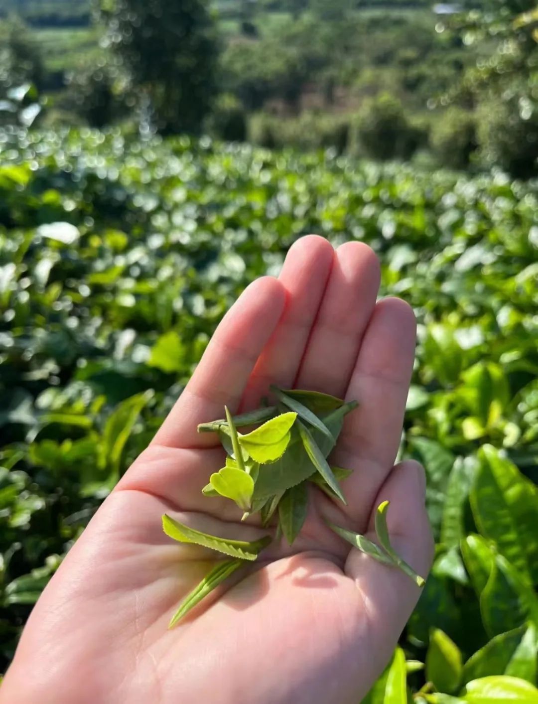 英山茶叶谷茶与爱情图片