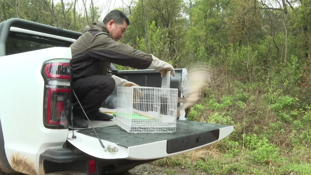 枝江一偷鸡贼被抓一看竟是国家二级保护动物