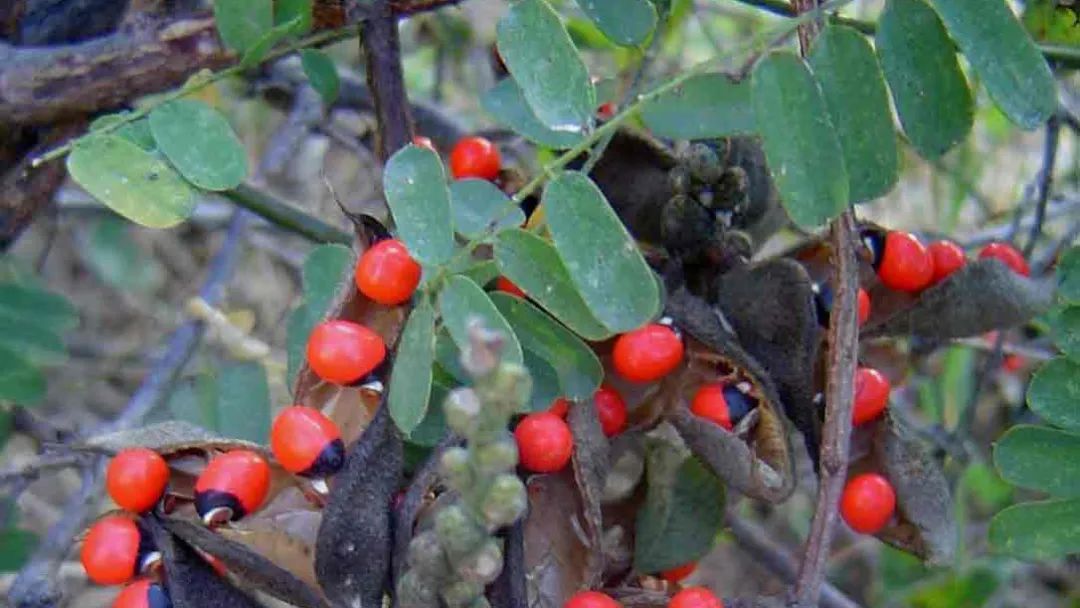 火焰蓝"植物小课堂(第5集)——相思子