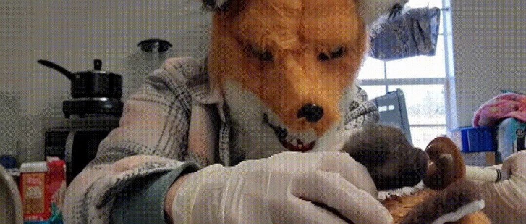 他们戴上狐狸头套,试图成为小狐狸的好妈妈_澎湃号·湃客_澎湃新闻