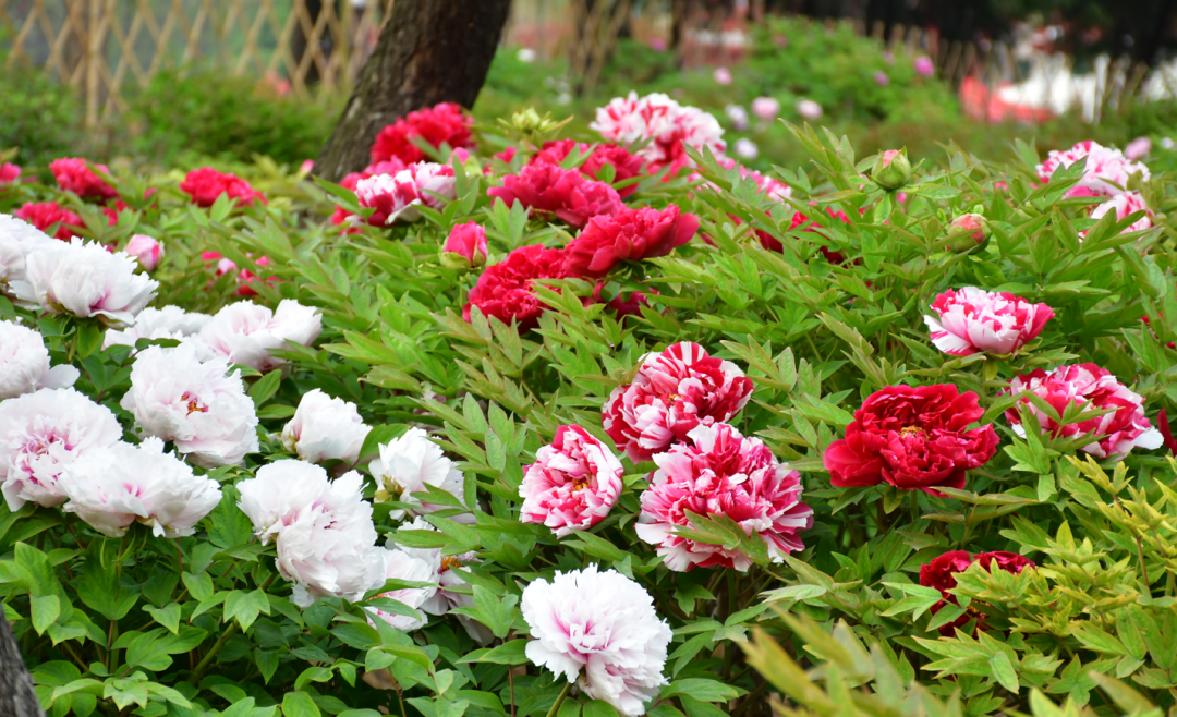 国色天香 花样之旅 —— 曹州牡丹园见闻_澎湃号·媒体_澎湃新闻-the